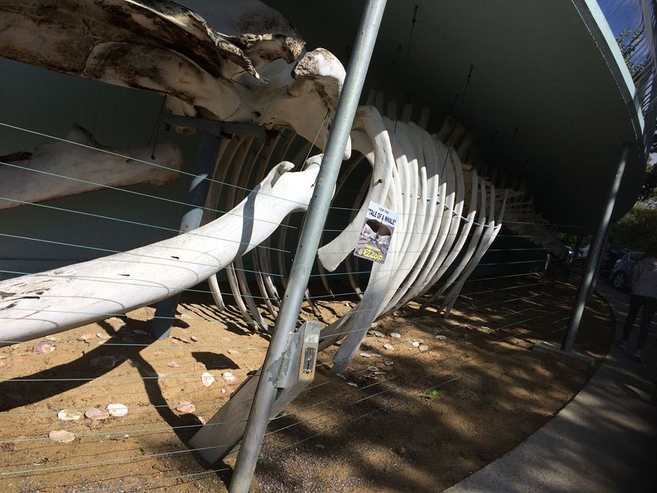 Skeleton of Fin Whale at kilbrittain