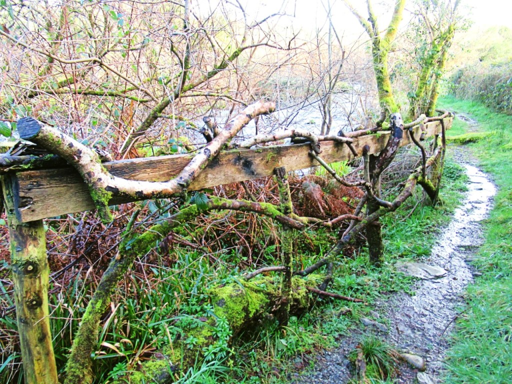 rustic fencework using branches along Ilen riverbank