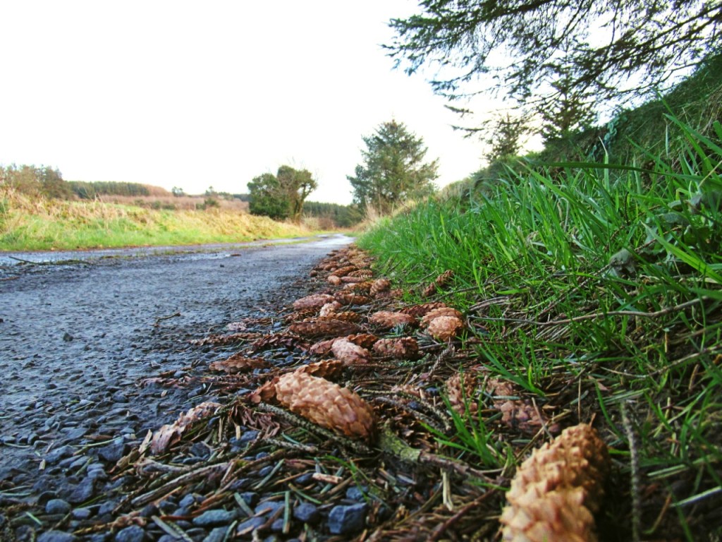 nature walk pine cones on side of road