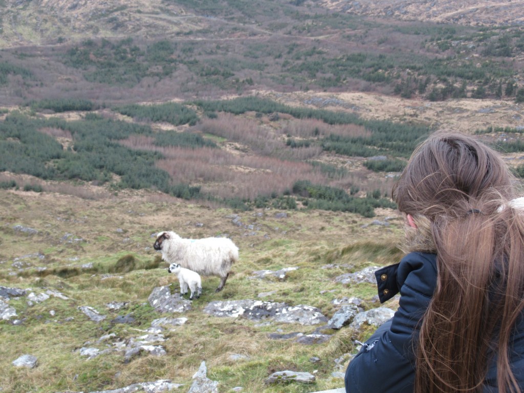 Child looking at sheep and lamb on mountain walk near schull