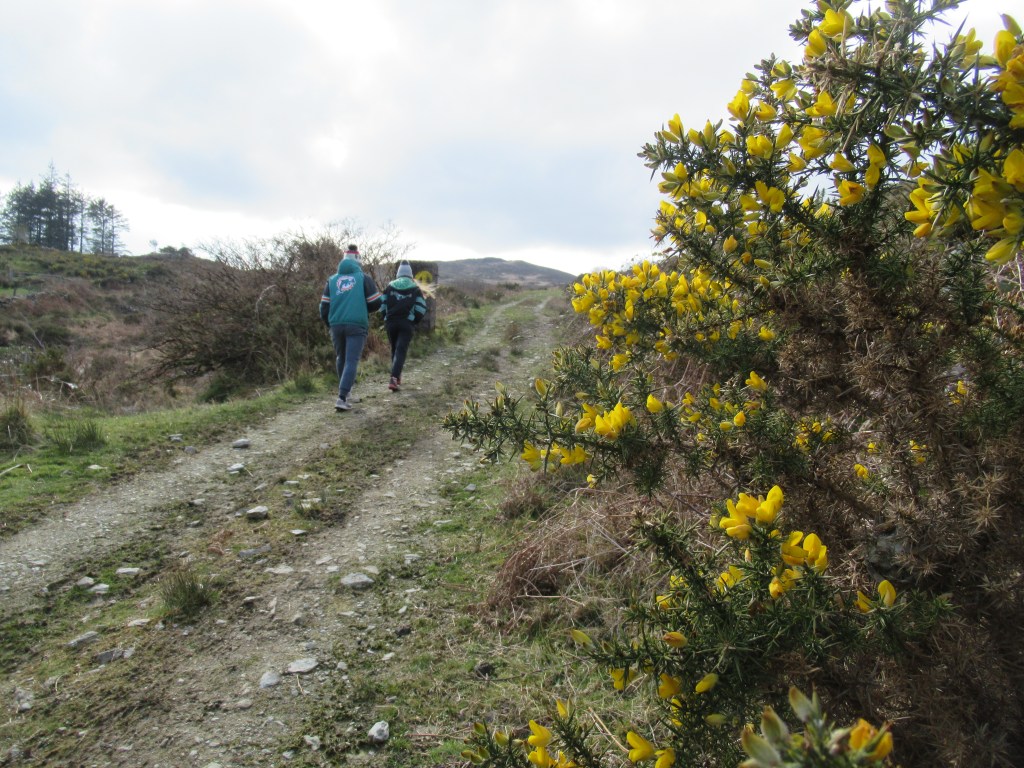 Children walking on mountain path with gorse 