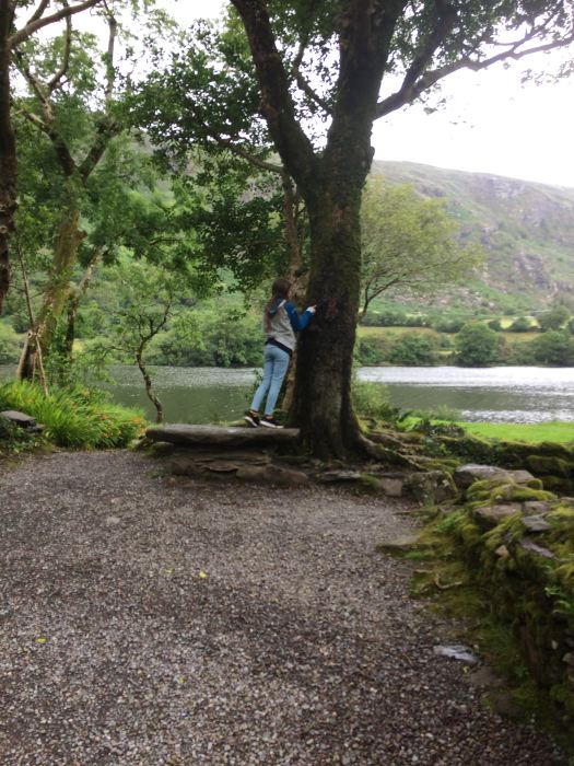 Tree on the island at Gougane Barra.